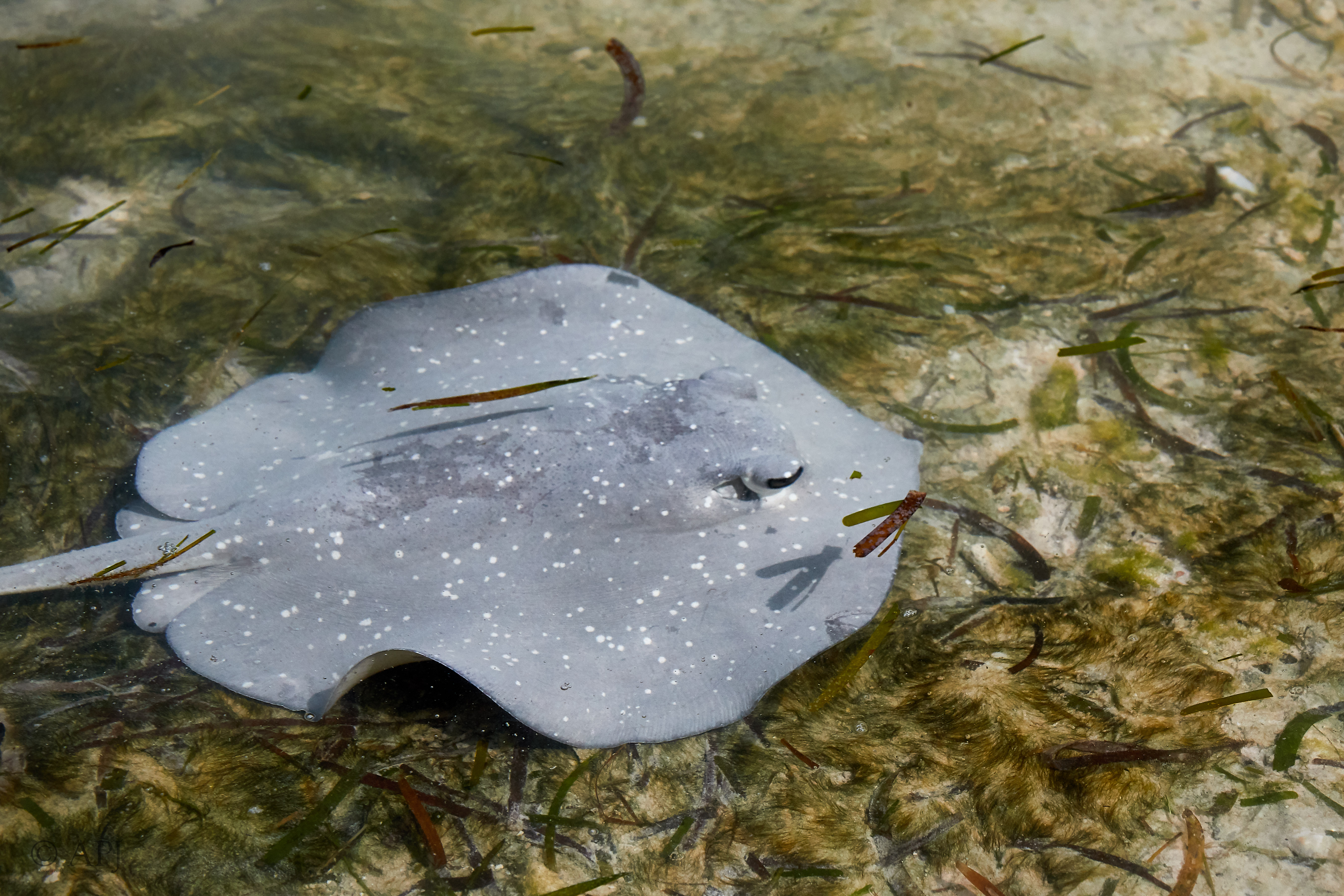 003867 21 08 17  Canon EOS 7D Mark II   Malediven2017